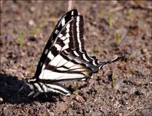 09papilio eurymedon1110141aw