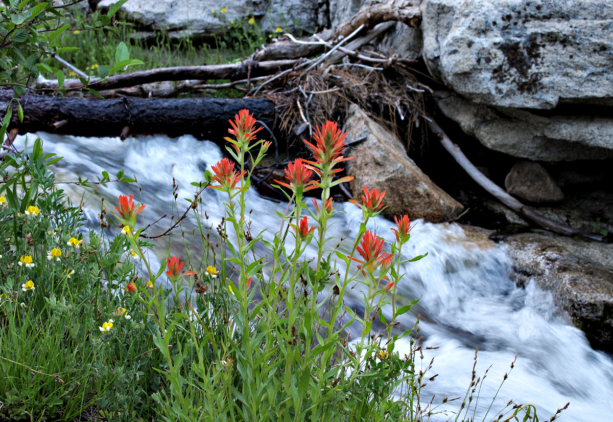 08castilleja_miniata06372w