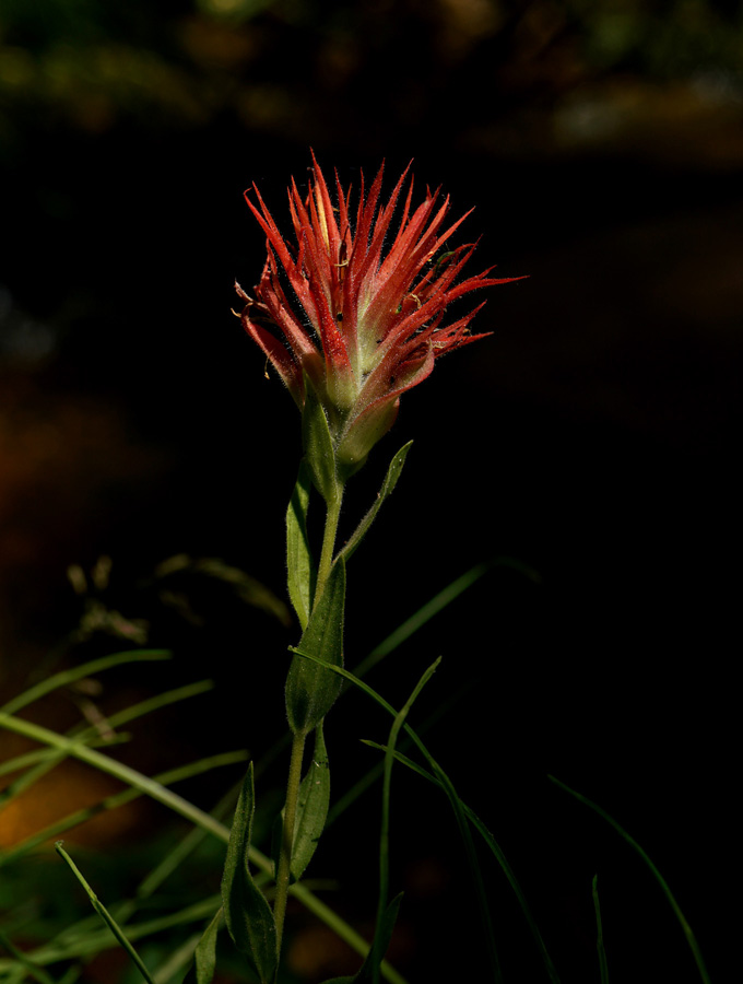 08castilleja_miniata06372w