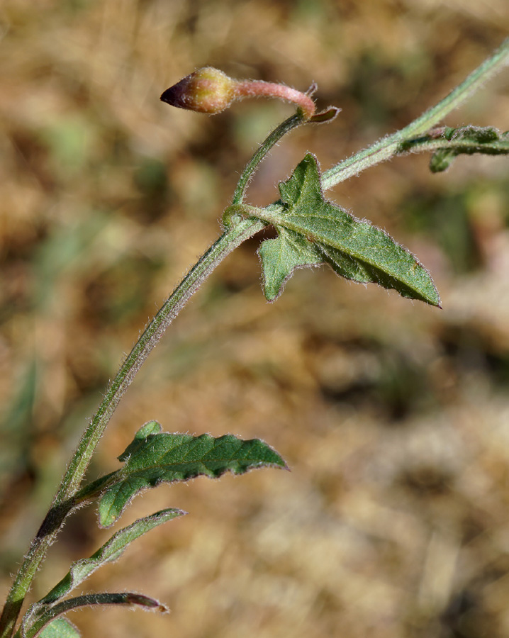 12convolvulus_arvensis06413aw