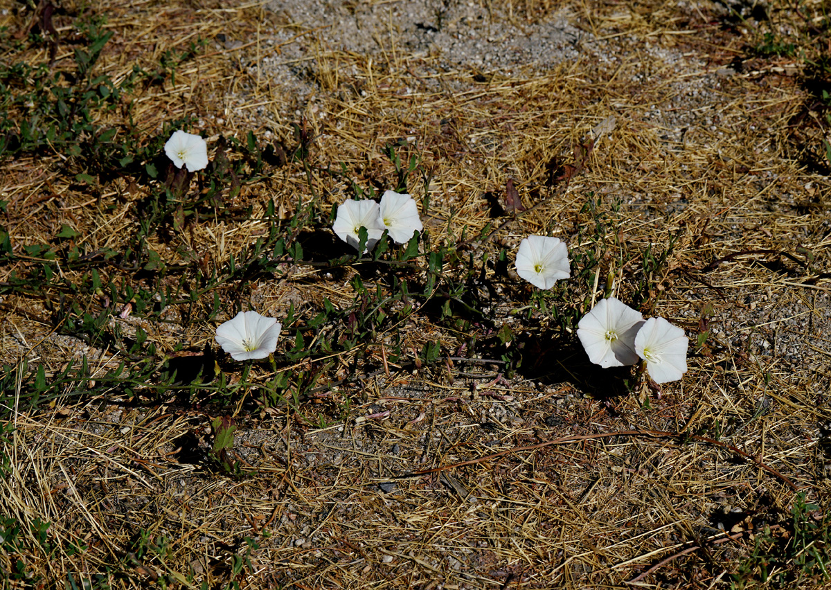 12convolvulus_arvensis06413aw