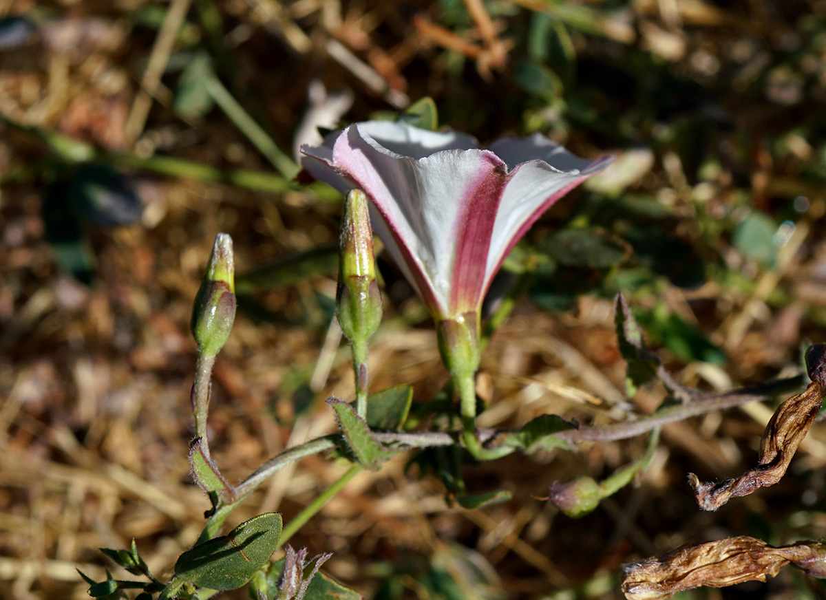 12convolvulus_arvensis06413aw