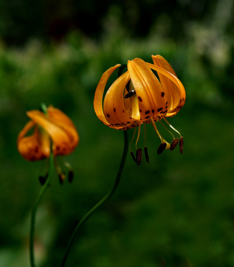 18lilium_kelleyana06187awblur1