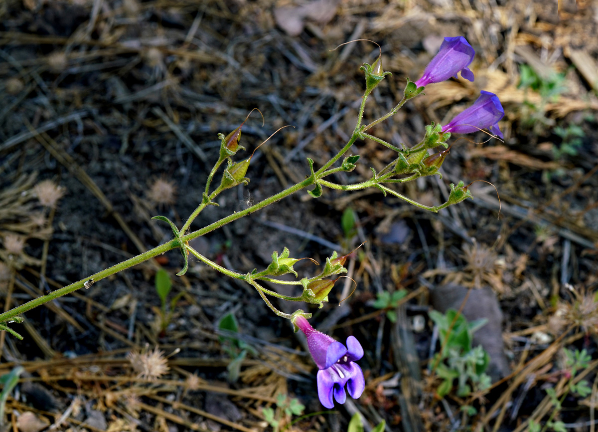 23penstemon_laetus06479aw