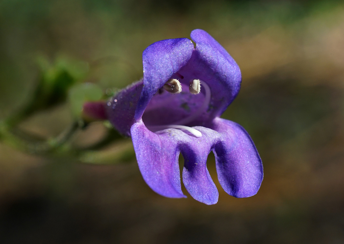 23penstemon_laetus06479aw