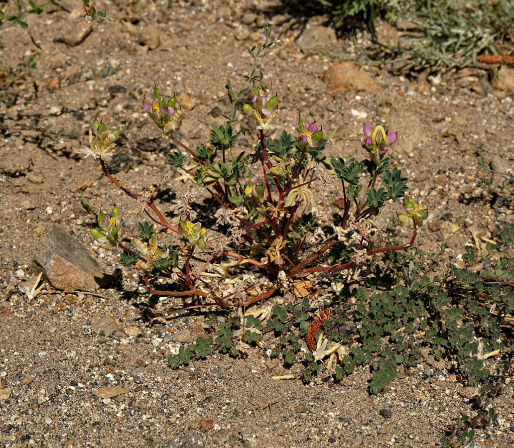 25lupinus_stiversii06620w