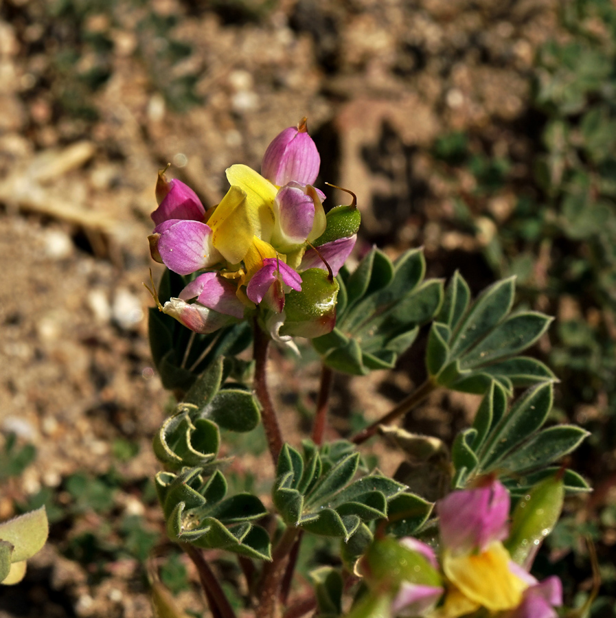 25lupinus_stiversii06620w