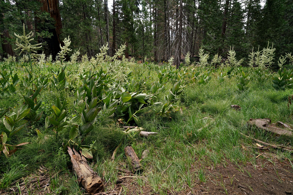 28veratrum_californicum06471w