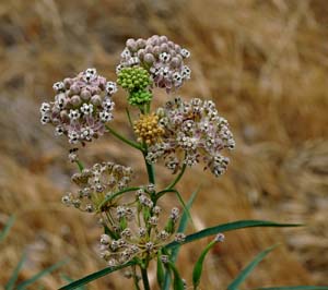 04asclepias_fascicularis06844aw