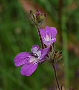 05collinsia_heterophylla06677aw