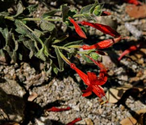 07epilobium_canum06609aw