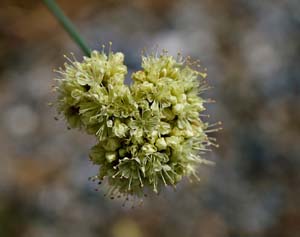 16eriogonum_nudum_var_westonii06926aw