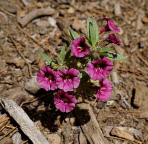 Mimulus nanus var mephiticus06211w