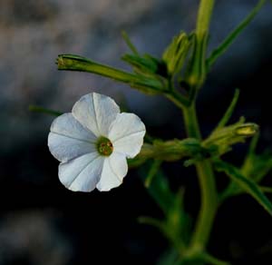 22nicotiana_attenuata06388aw