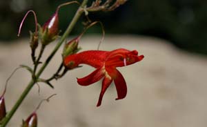 24penstemon_rostriflorus06462w