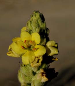 29verbascum_thapsus06404w