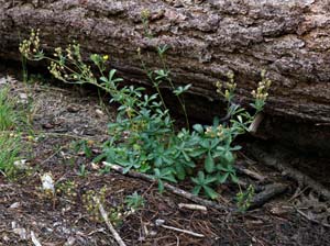 30potentilla_gracilis_var_fastigiata06713aw