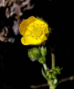 31potentilla_grayi06579w