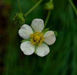 32potentilla_glandulosa06708aw