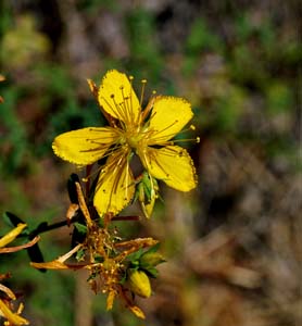 35hypericum_perforatum06434w