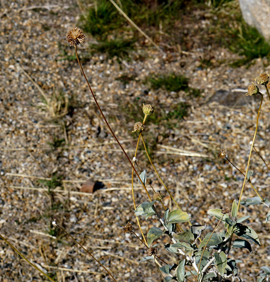 01encelia_actoni0007w