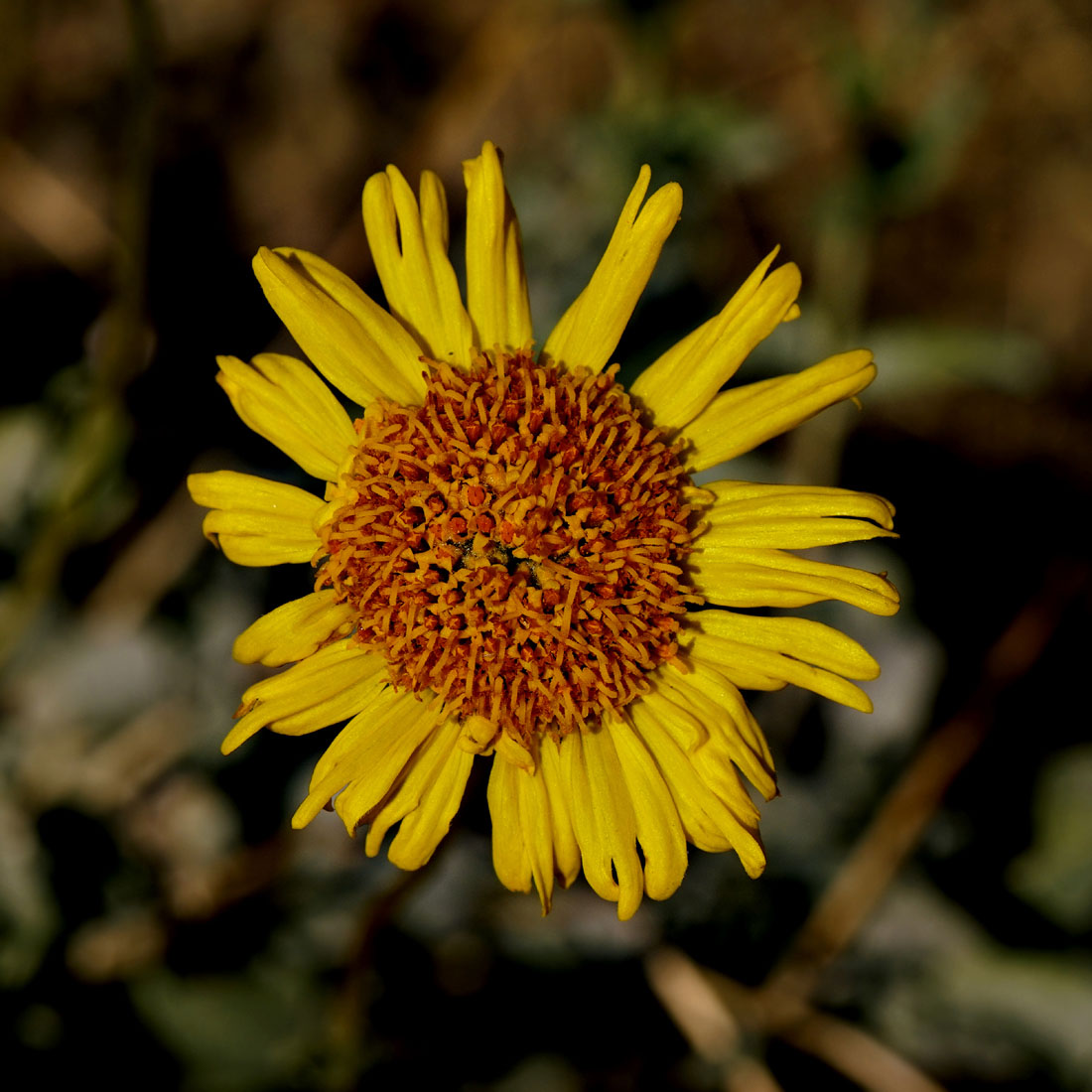 01encelia_actoni0007w