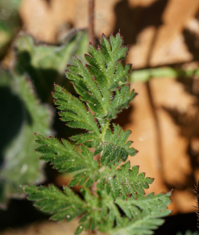 02erodium_cicutarium0753w