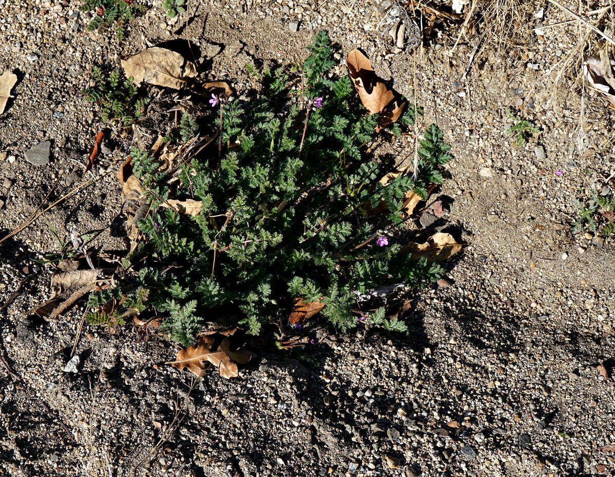 02erodium_cicutarium0753w