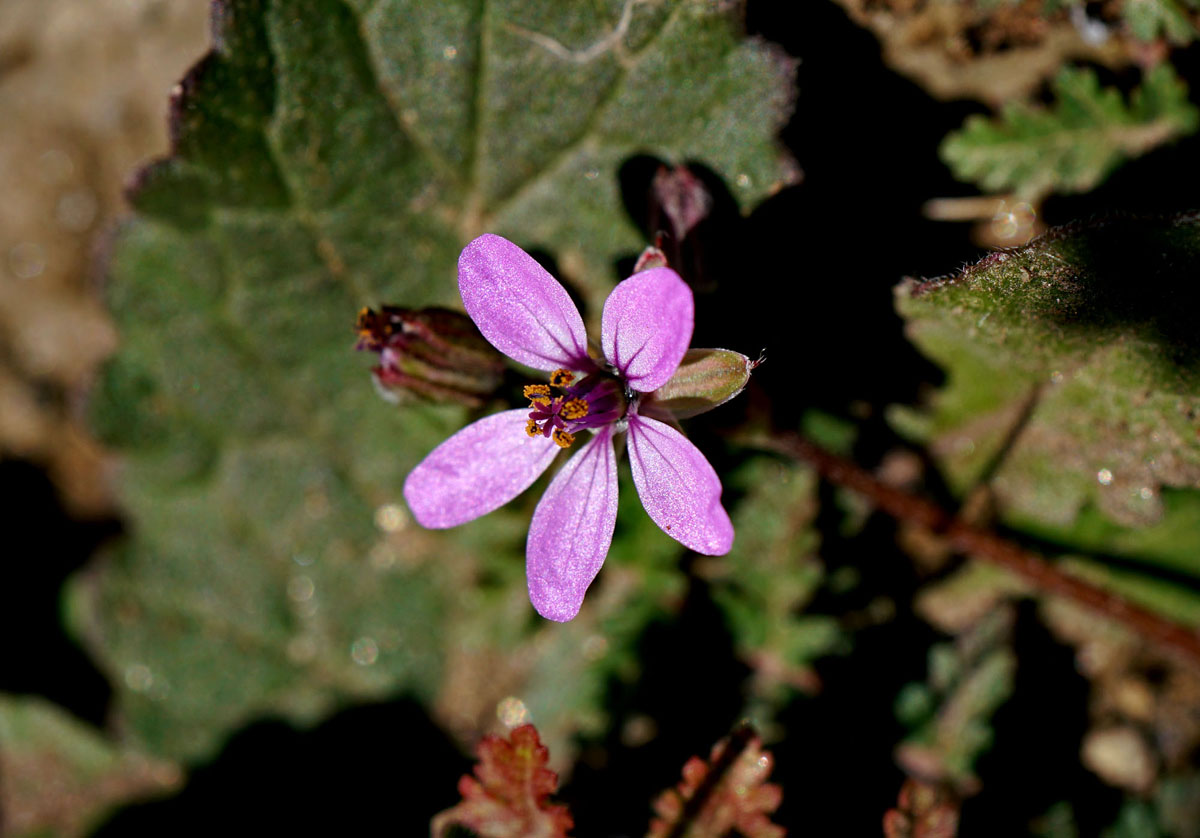 02erodium_cicutarium0753w