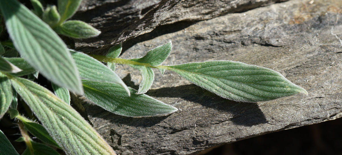 03phacelia_egena0759w