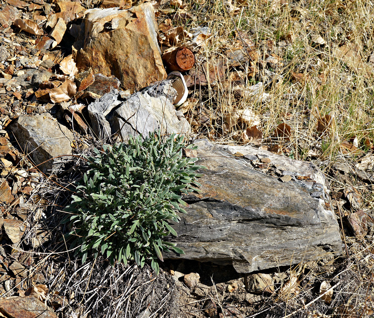 03phacelia_egena0759w