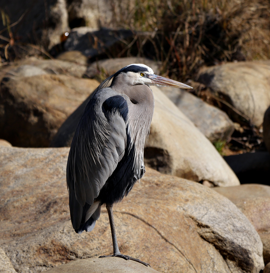 04ardea_herodias0263fg-color1