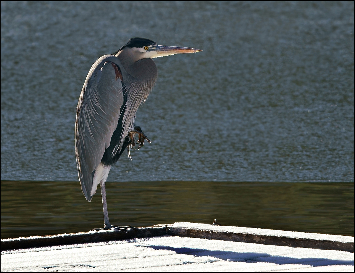 04ardea_herodias0263fg-color1