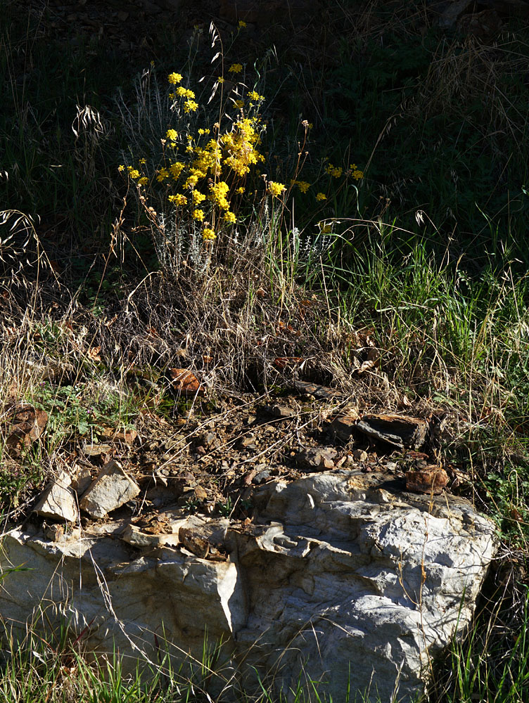 11eriophyllum_confertiflorum0707w