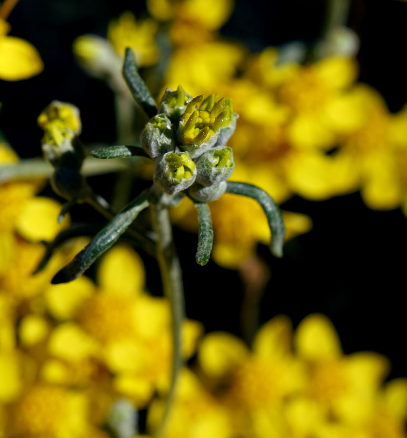 11eriophyllum_confertiflorum0707w