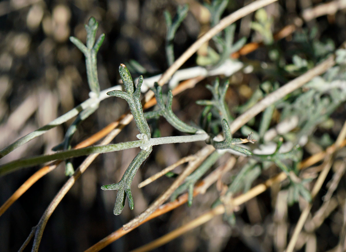 11eriophyllum_confertiflorum0707w