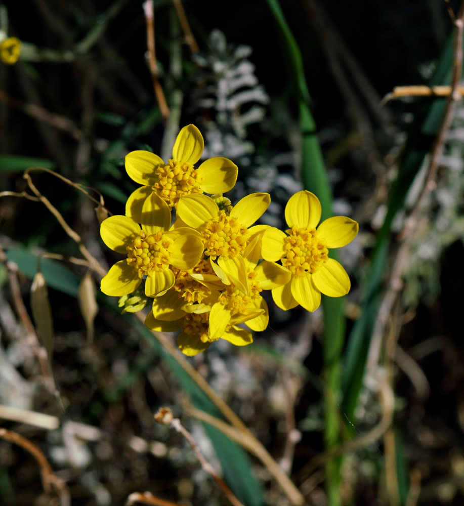 11eriophyllum_confertiflorum0707w