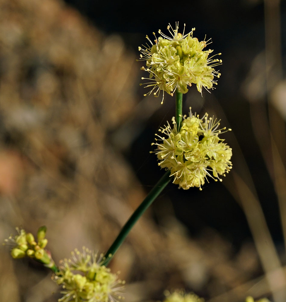 12eriogonum_nudum_var_westonii0733w