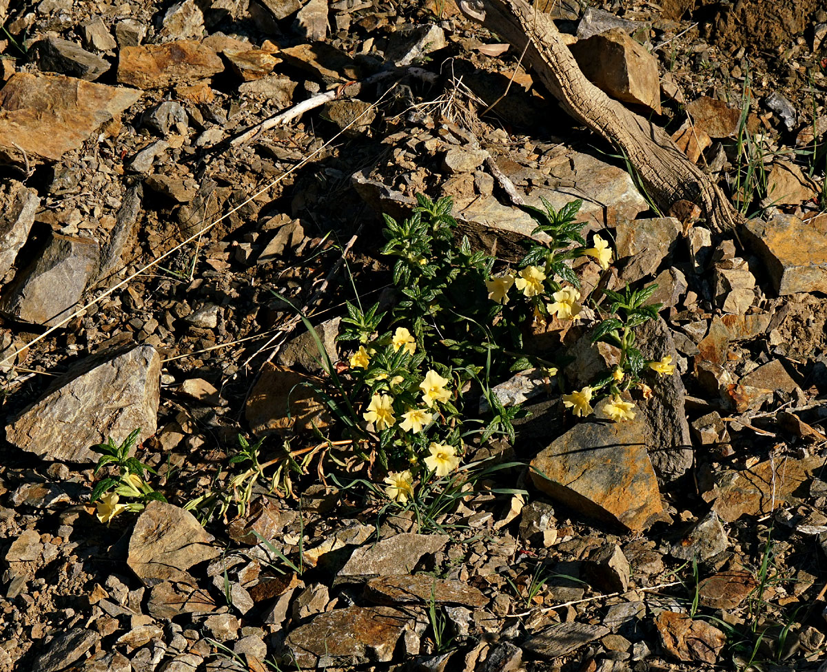 14mimulus_aurantiacus0715w