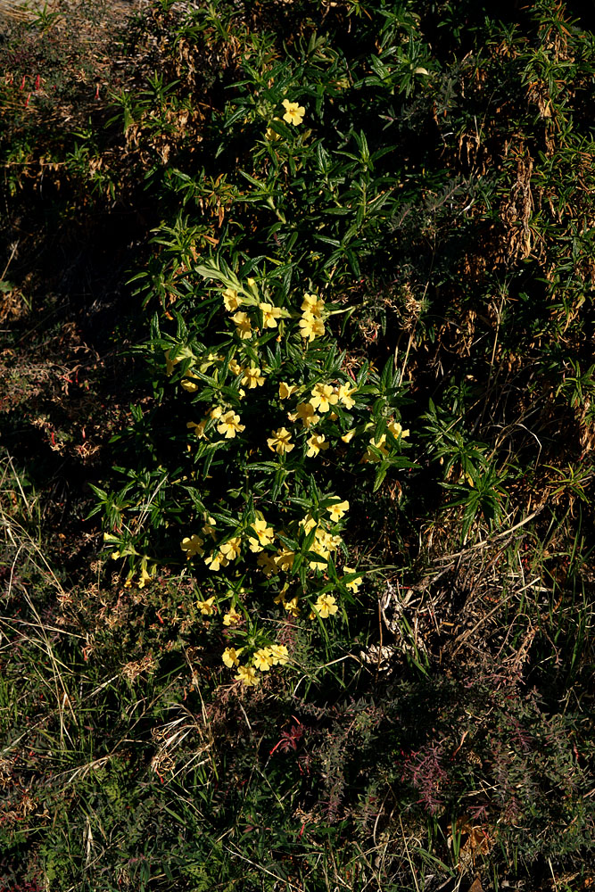 14mimulus_aurantiacus0715w