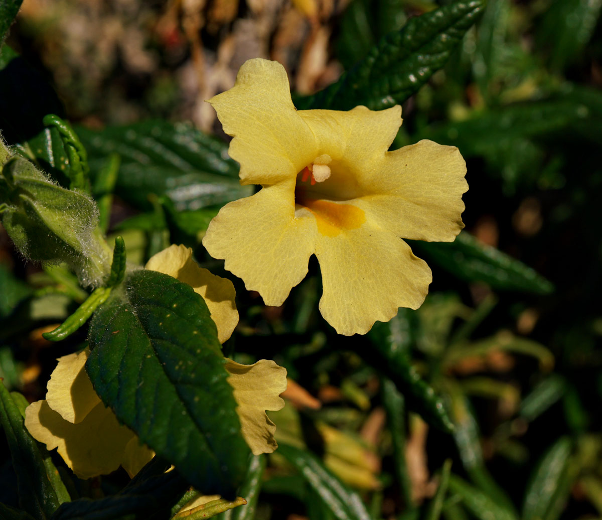 14mimulus_aurantiacus0715w